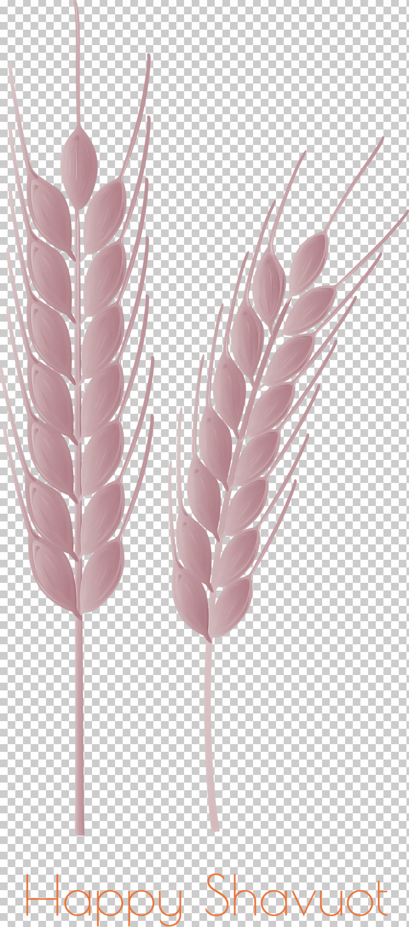 Happy Shavuot Shavuot Shovuos PNG, Clipart, Feather, Food Grain, Grass Family, Happy Shavuot, Pink Free PNG Download