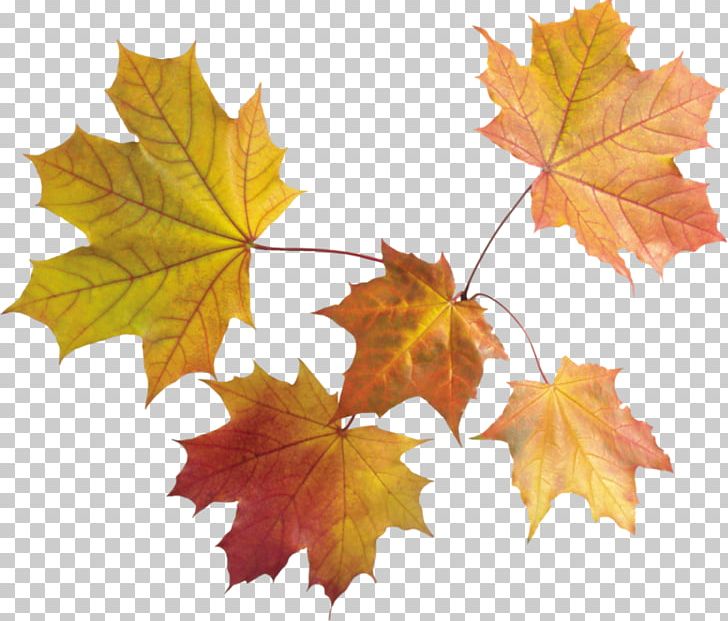 Autumn Leaf Color PNG, Clipart, Autumn, Autumn Leaf Color, Autumn Leaves, Clip Art, Computer Icons Free PNG Download