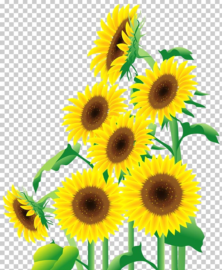 Common Sunflower Cerâmica De Revestimento Urban Renewal Ceramic Azulejo PNG, Clipart, Azulejo, Ceramic, Common Sunflower, Cut Flowers, Daisy Family Free PNG Download