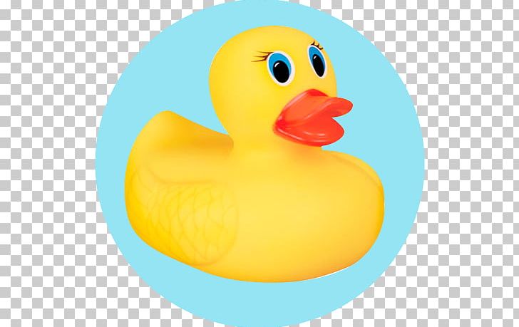 Duck Beak PNG, Clipart, Animals, Beak, Bird, Clip Art, Duck Free PNG Download
