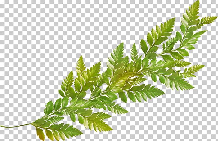 Leaf Creativity PNG, Clipart, Blog, Branch, Centerblog, Creativity, Element Free PNG Download