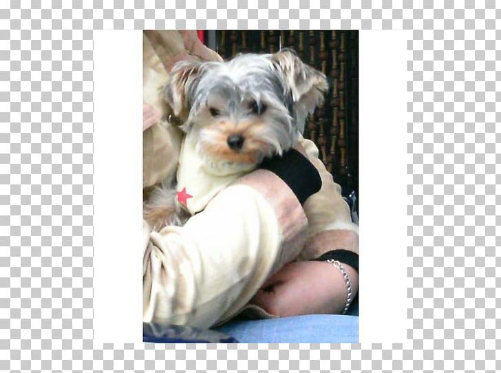 Morkie Yorkshire Terrier Schnoodle Puppy Havanese Dog PNG, Clipart, Animals, Breed, Carnivoran, Companion Dog, Dog Free PNG Download