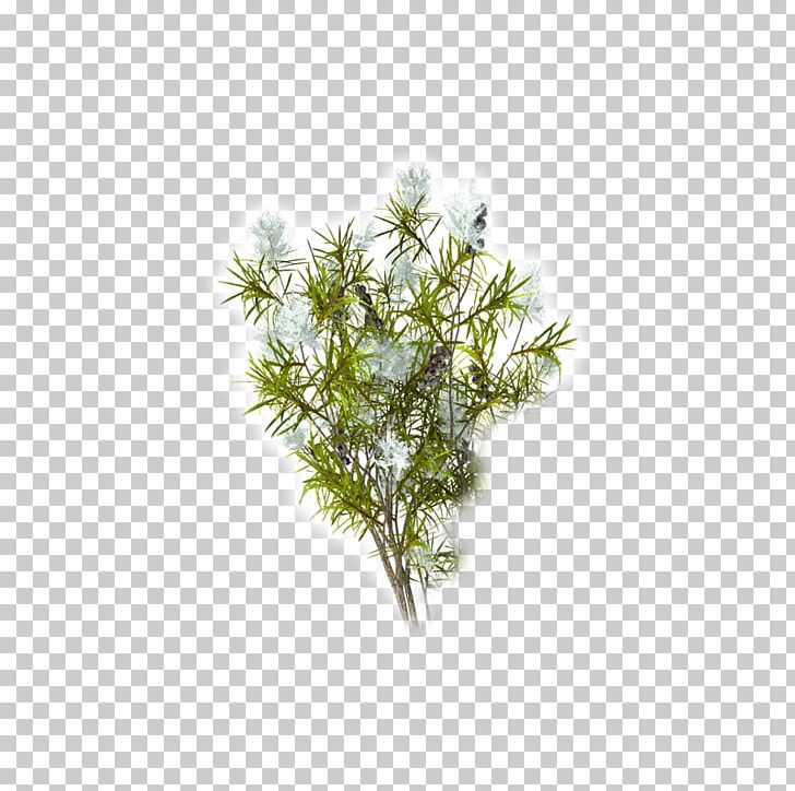 Tea Tree Oil Narrow-leaved Paperbark Camellia Sinensis Essential Oil PNG, Clipart, Aroma Compound, Aromatherapy, Branch, Cajeput Oil, Camellia Sinensis Free PNG Download