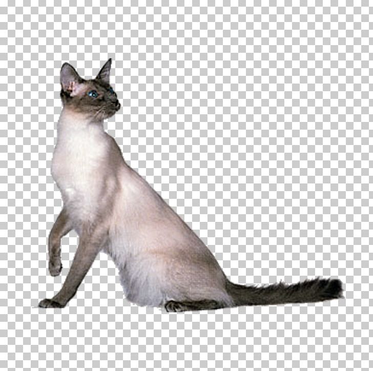 Thai Cat Balinese Cat Burmese Cat Javanese Cat Siamese Cat PNG, Clipart, Aegean Cat, Animals, Asian, Balinese, Birman Free PNG Download