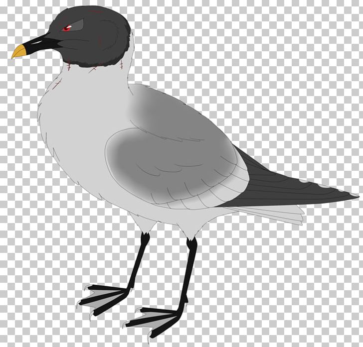 European Herring Gull Gulls Bird Duck Crane PNG, Clipart, Animals, Beak, Bird, Charadriiformes, Crane Free PNG Download