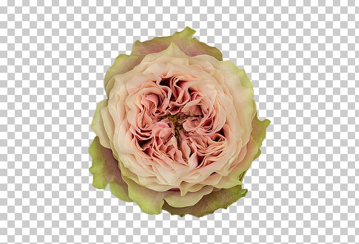 Garden Roses Helen Of Troy Cabbage Rose Flower Floristry PNG, Clipart, Cut Flowers, Floral Design, Floristry, Flower, Flowering Plant Free PNG Download