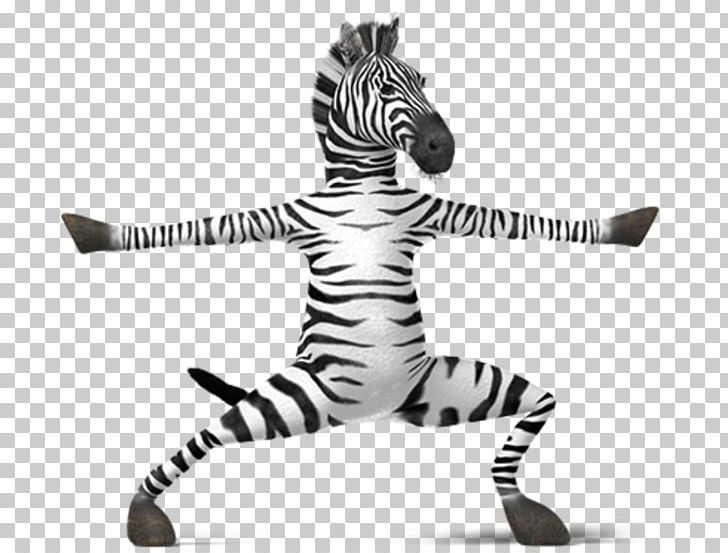 Lion Zebra Hippopotamus Horse Wildlife PNG, Clipart, Animal, Animals, Black And White, Carnivoran, Cat Like Mammal Free PNG Download