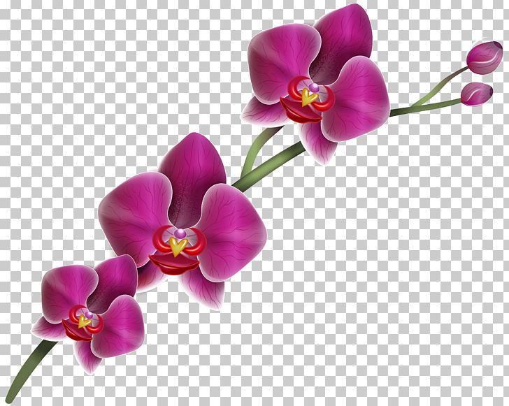 Orchids PNG, Clipart, Blossom, Cattleya Orchids, Clipart, Clip Art, Color Free PNG Download