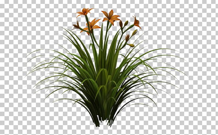 Plant Lawn Daylily Garden Lilium PNG, Clipart, Aquarium Decor, Art, Cut Flowers, Daylily, Deviantart Free PNG Download