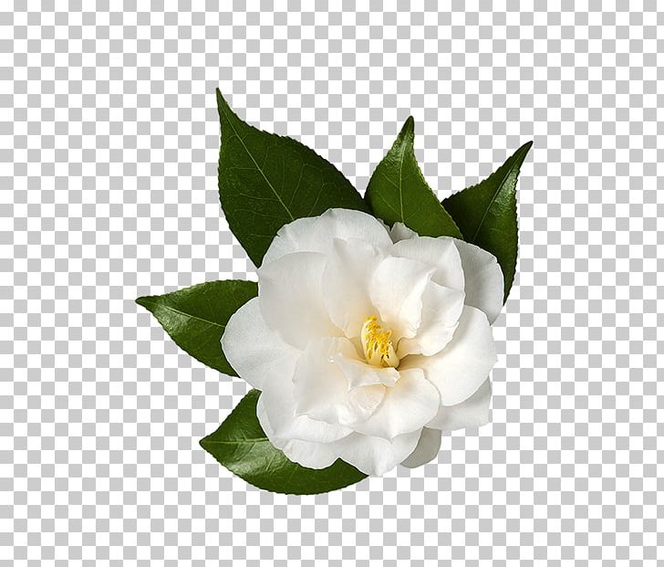 Sasanqua Camellia Japanese Camellia Flower Stock Photography PNG, Clipart, Camellia, Camellia Sasanqua, Doubleflowered, Drawing, Flower Free PNG Download