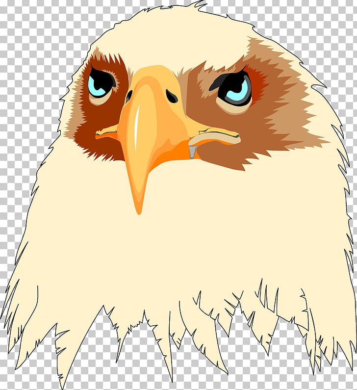 Bald Eagle Bird Beak PNG, Clipart, Accipitriformes, Animals, Bald Eagle, Beak, Bird Free PNG Download