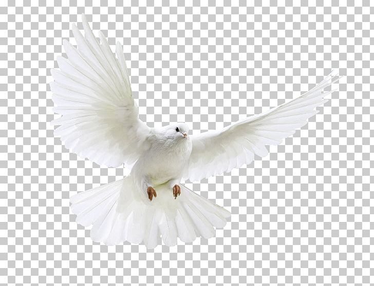 Columbidae Domestic Pigeon Release Dove PNG, Clipart, Beak, Bird, Columbidae, Computer Icons, Desktop Wallpaper Free PNG Download