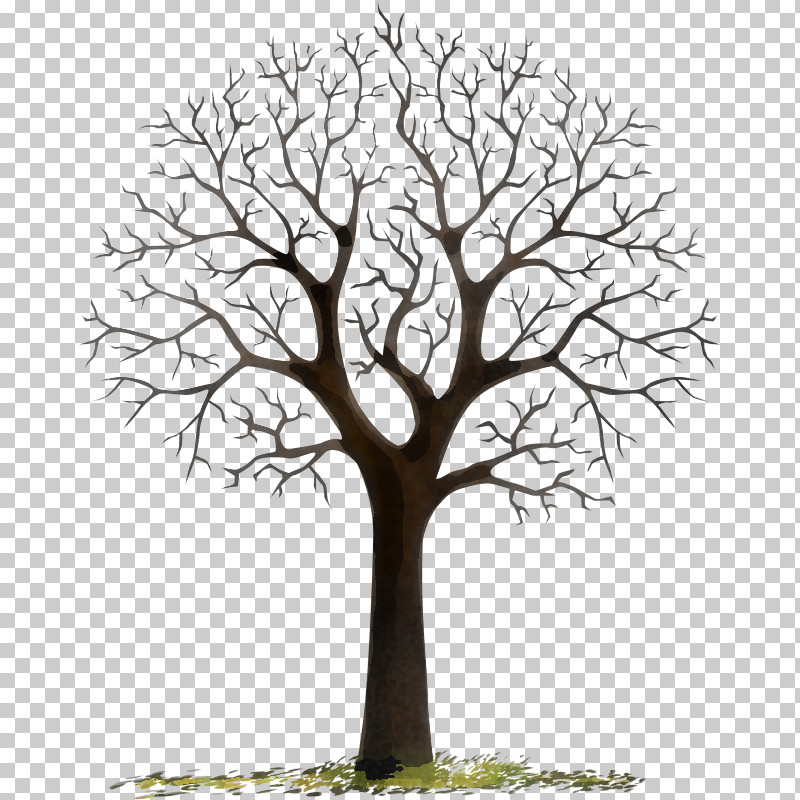 Tree Branch Woody Plant Plant Leaf PNG, Clipart, Branch, Leaf, Plant ...