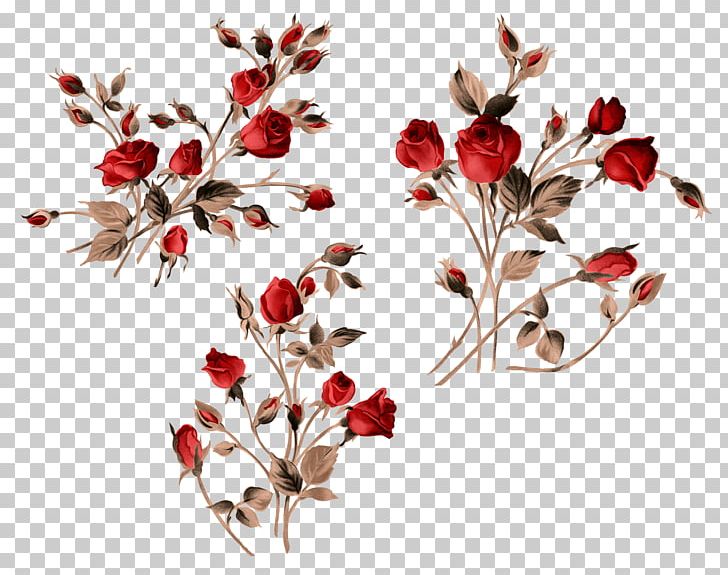 Garden Roses PNG, Clipart, Blossom, Branch, Digital Image, Download, Floral Design Free PNG Download