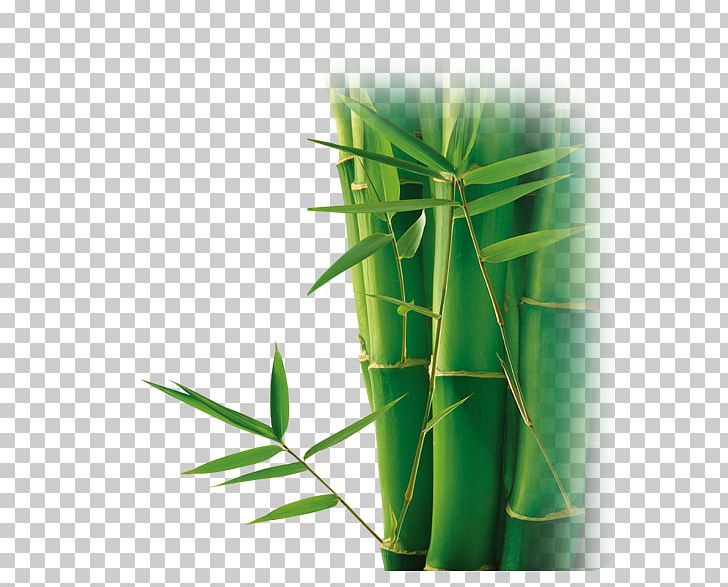 Bamboo Bamboe Computer File PNG, Clipart, Bamboe, Bamboo, Bamboo Border, Bamboo Frame, Bamboo House Free PNG Download