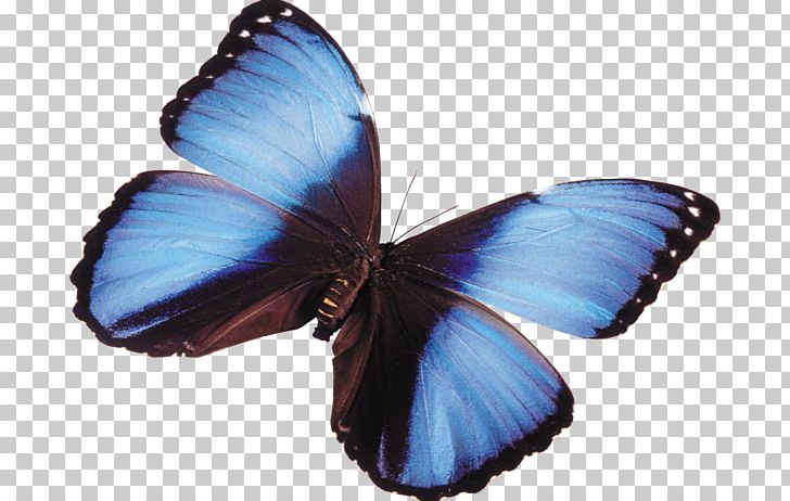 Натяжна стеля Butterfly Ceiling PNG, Clipart, Arthropod, Blue, Brush Footed Butterfly, Butterflies And Moths, Butterfly Free PNG Download