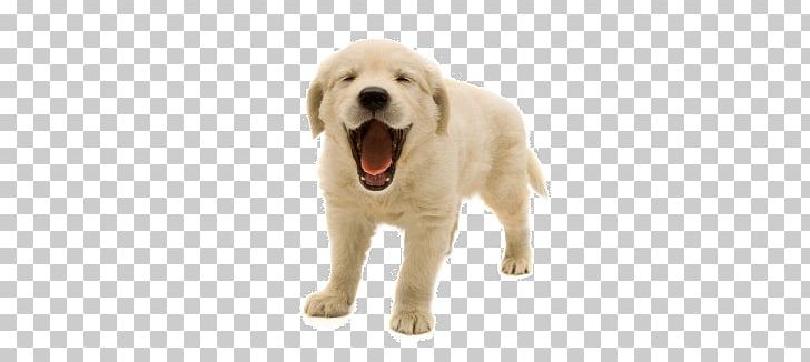 Dogs PNG, Clipart, Dogs Free PNG Download