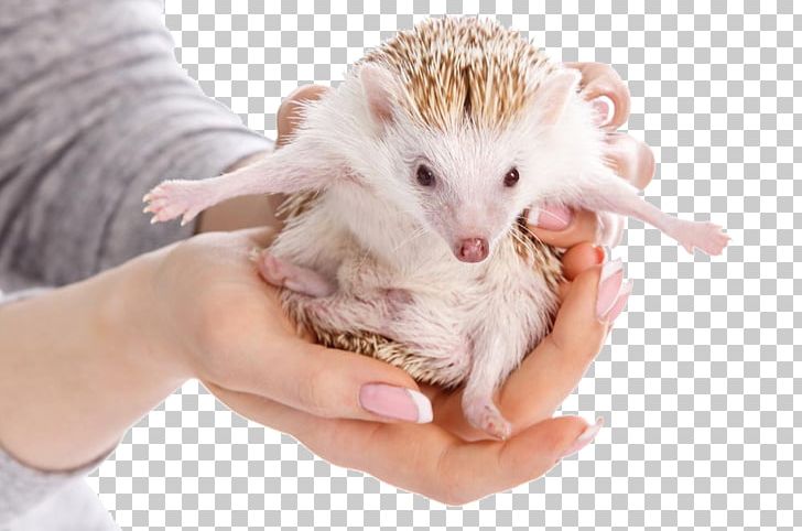 Domesticated Hedgehog Four-toed Hedgehog Erinaceus Photography PNG, Clipart, Animal, Animals, Atelerix, Beak, Cuteness Free PNG Download