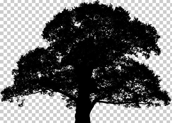English Oak Sessile Oak Tree Silhouette PNG, Clipart, Black And White, Branch, Clip Art, Drawing, English Oak Free PNG Download