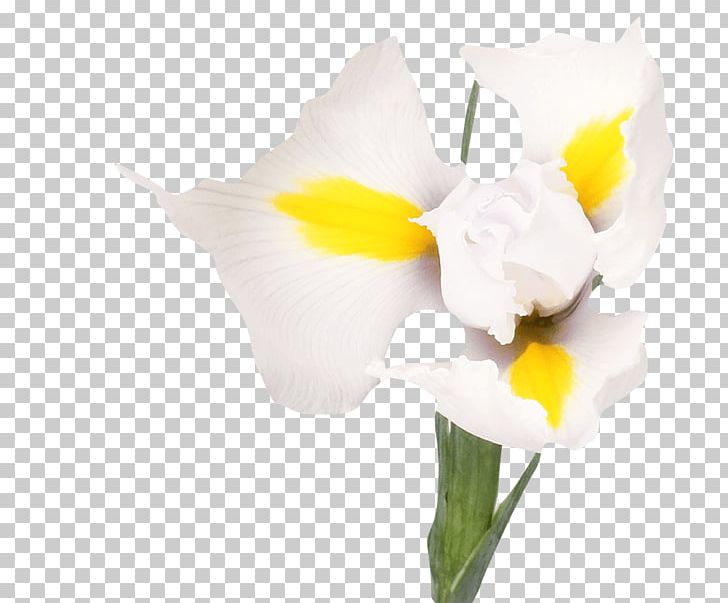 Irises White Flower Bouquet Tulip PNG, Clipart, Arum, Assortment Strategies, Blue, Bulb, Calas Free PNG Download
