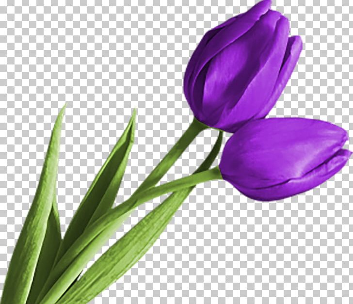 Purple Parrot Tulips PNG, Clipart, Art, Blog, Bud, Color, Crocus Free PNG Download