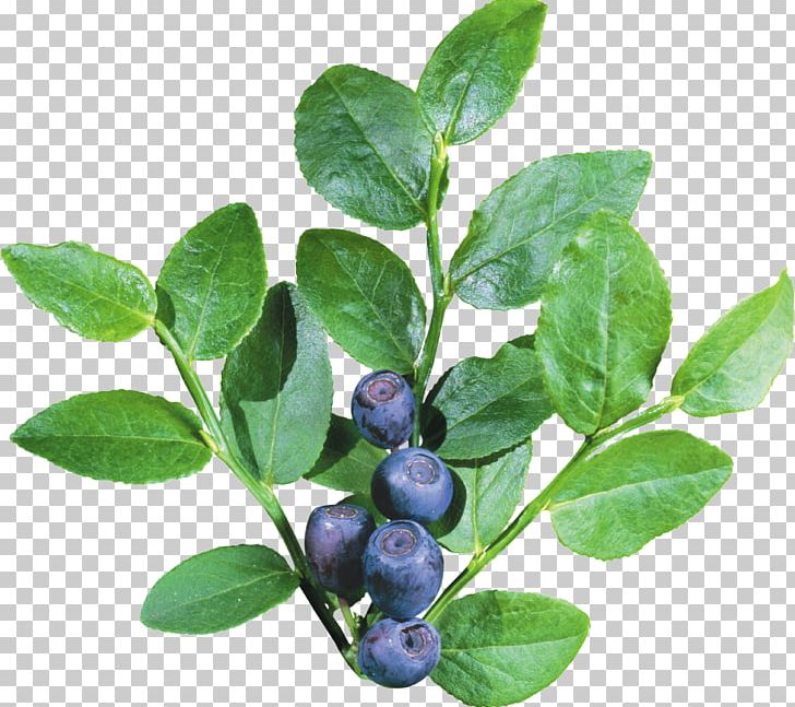 Blueberry Icon PNG, Clipart, Anthocyanidin, Aristotelia Chilensis, Auglis, Berry, Bilberry Free PNG Download