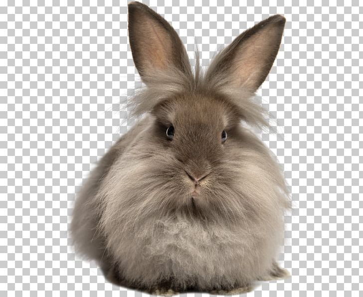 Lionhead Rabbit Hare Stock Photography PNG, Clipart, Angora Rabbit, Animals, Chocolate, Chocolate Bunny, Domestic Rabbit Free PNG Download