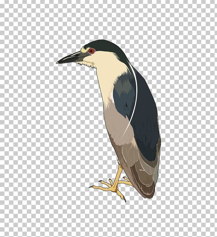 Black-crowned Night Heron PNG, Clipart, Beak, Bird, Blackcrowned Night Heron, Computer Icons, Fauna Free PNG Download