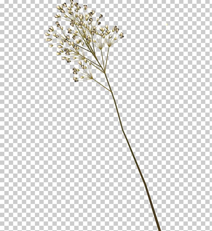 Cut Flowers Petal Plant Stem Twig PNG, Clipart, 3 D, Branch, Cicek, Cut Flowers, Dimension Free PNG Download