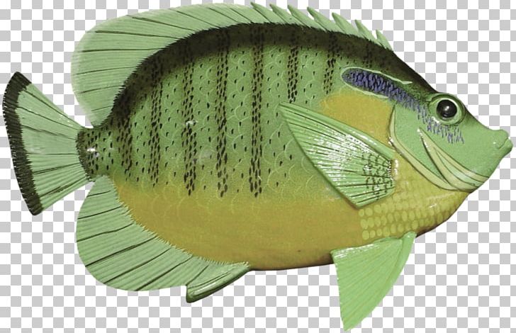 Fish Green PNG, Clipart, Animation, Aquatic, Background Green, Creatures, Dots Per Inch Free PNG Download