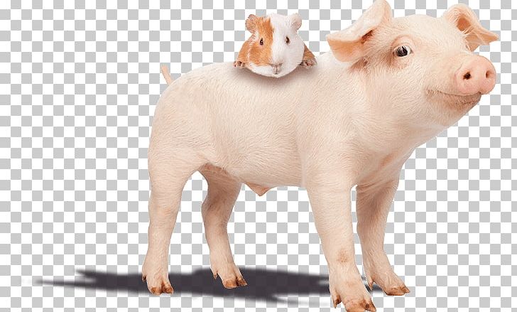 Piglet Guinea Pig The Smiling Pig Hostel Stock Photography PNG, Clipart, Animal, Animal Figure, Cuteness, Domestic Pig, Farm Free PNG Download