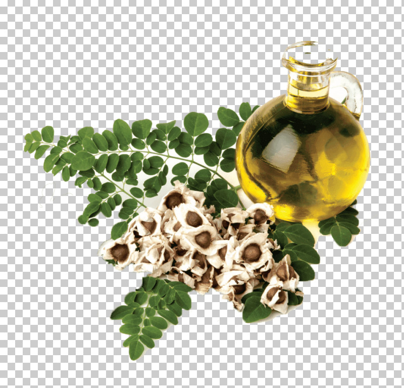 Ivy PNG, Clipart, Flower, Geranium, Herb, Ivy, Leaf Free PNG Download