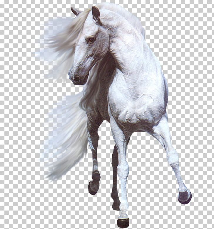 Andalusian Horse Arabian Horse White Horse Stallion Mare PNG, Clipart, Andalusian Horse, Arabian Horse, Atlar, At Resimleri, Beyaz At Free PNG Download