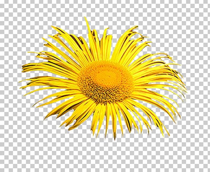 Sunflower Others Smiley PNG, Clipart, Can Stock Photo, Computer Icons, Cut Flowers, Daisy, Daisy Family Free PNG Download