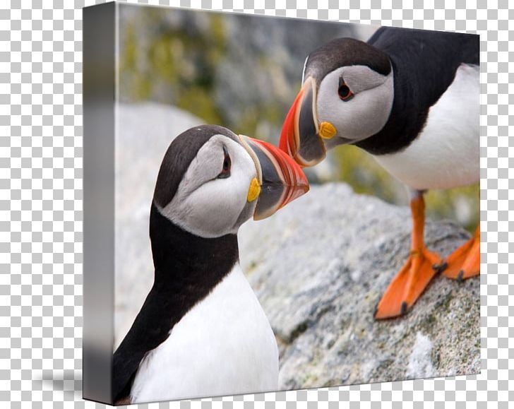 Puffin Penguin Beak Fauna PNG, Clipart, Animals, Ashley Liao, Beak, Bird, Charadriiformes Free PNG Download