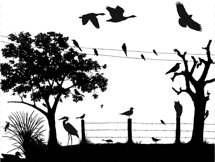 United States Student Cornell Lab Of Ornithology Carleton University House PNG, Clipart, Bird, Black And White, Branch, Building, Carleton University Free PNG Download