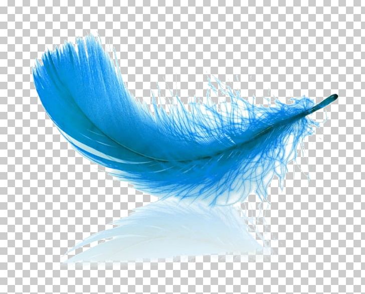 Stock Photography Feather Germany PNG, Clipart, Animals, Aqua, Blue, Closeup, Eyelash Free PNG Download