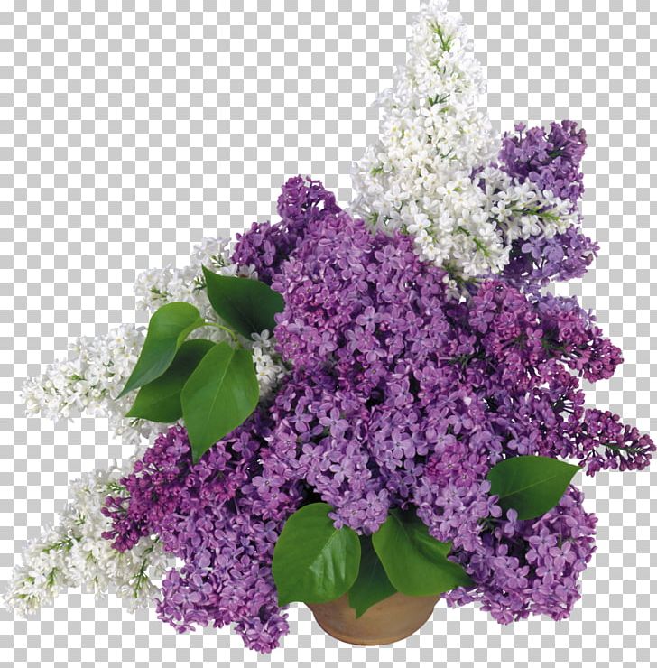 Common Lilac Desktop PNG, Clipart, 1080p, Annual Plant, Common Lilac, Cut Flowers, Desktop Wallpaper Free PNG Download