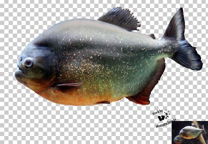 Red-bellied Piranha Fish Northern Pike PNG, Clipart, Animal, Animals, Animal Source Foods, Animation, Bony Fish Free PNG Download