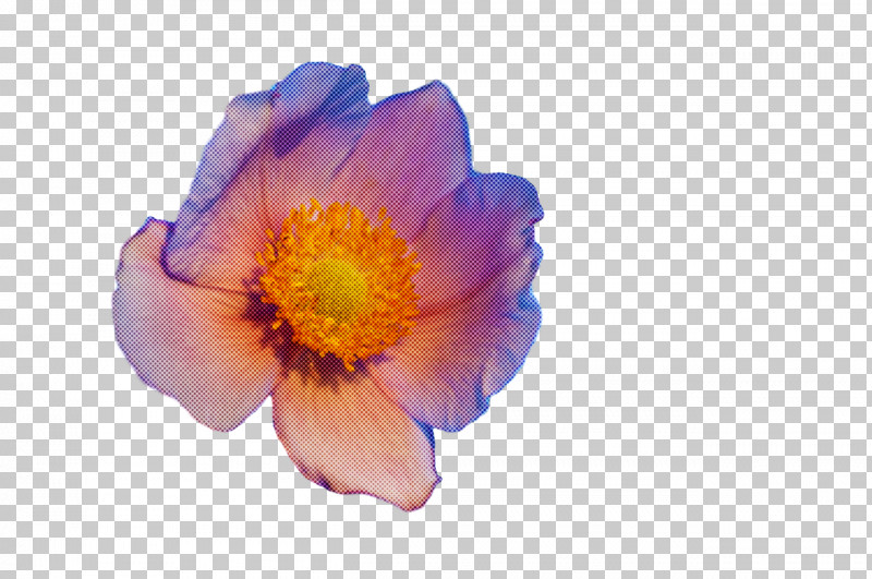 Flower Anemone Petal 0jc M PNG, Clipart, Anemone, Biology, Computer, Flower, M Free PNG Download