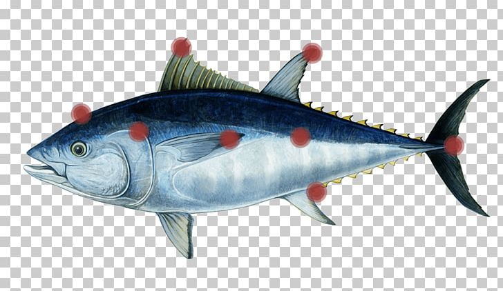 Mackerel Southern Bluefin Tuna Atlantic Bluefin Tuna Pacific Bluefin Tuna Oily Fish PNG, Clipart, Albacore, Bonito, Bony Fish, Fin, Fish Free PNG Download
