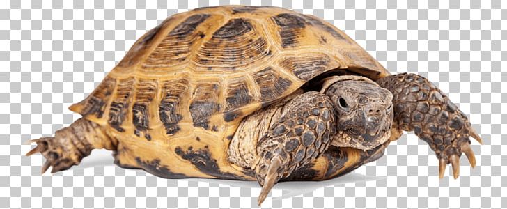 Turtle Reptile Russian Tortoise Common Tortoise PNG, Clipart, African Spurred Tortoise, Animal Figure, Animals, Box Turtle, Chelydridae Free PNG Download