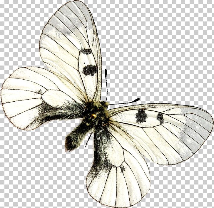 Butterfly 1080p High-definition Television Desktop WUXGA PNG, Clipart, 169, 720p, 1080p, Arthropod, Aspect Ratio Free PNG Download