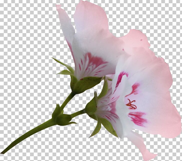 Flower PNG, Clipart, Alstroemeriaceae, Azalea, Blossom, Computer Software, Flower Free PNG Download