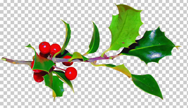 Christmas Holly Ilex Holly PNG, Clipart, American Holly, Branch, Christmas, Christmas Holly, Flower Free PNG Download