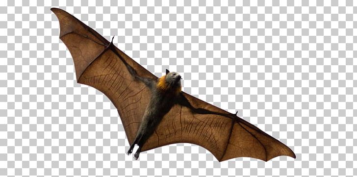 Bats That Eat Fruit Grey-headed Flying Fox Black Flying Fox Animal PNG, Clipart, Animal, Bats, Black Flying Fox, Eat, Fruit Free PNG Download