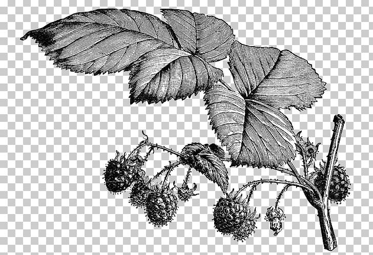 Black And White PNG, Clipart, Art, Black, Black And White, Botanical Garden, Botanical Illustration Free PNG Download