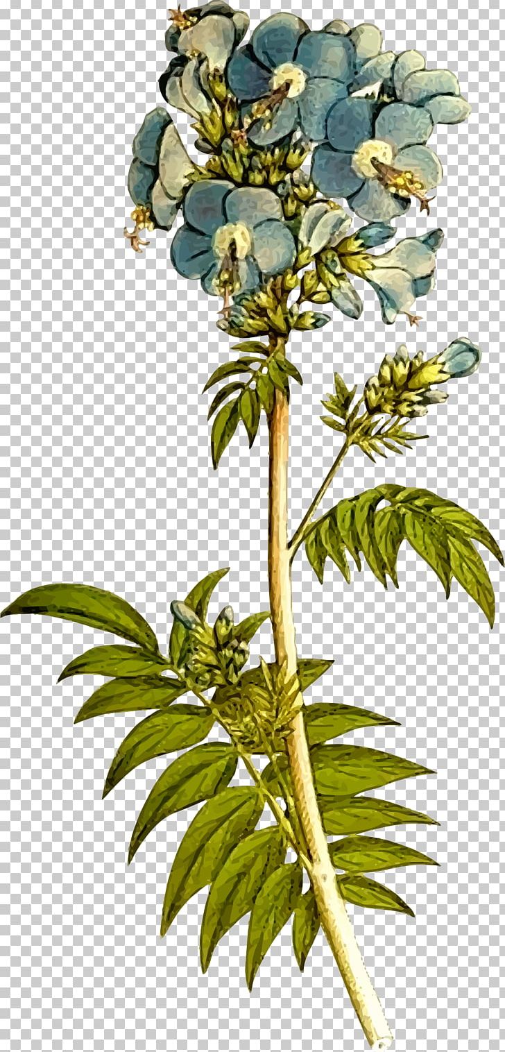 Jacob's Ladder Botany Polemonioideae Plant Polemonieae PNG, Clipart, Botanical Illustration, Botany, Branch, Flora, Flower Free PNG Download