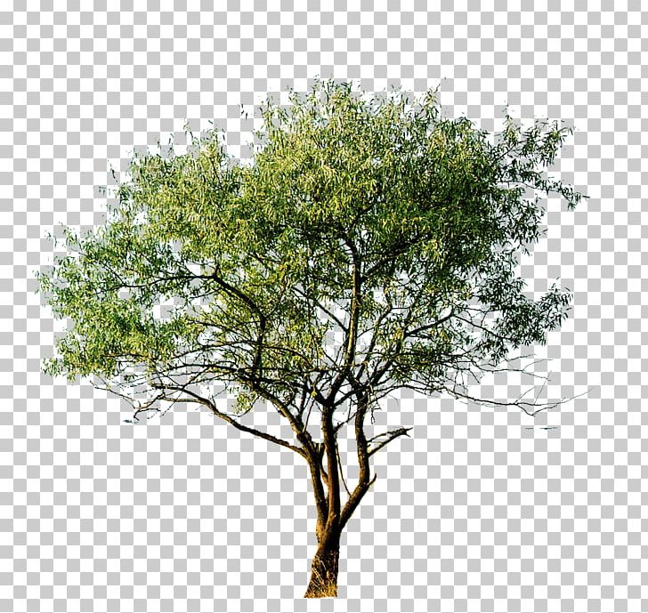 Millingtonia Hortensis Tree Trunk Stock Photography Illustration PNG, Clipart, Branch, Crown, Millingtonia Hortensis, Oak, Picture Frames Free PNG Download