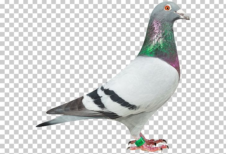 Racing Homer Homing Pigeon Columbidae Stock Dove .de PNG, Clipart, Animal, Beak, Bird, Columbidae, Com Free PNG Download